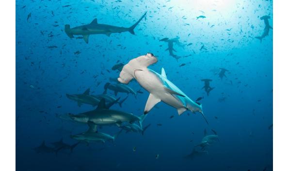 Big image hammerheads dennis whitestone