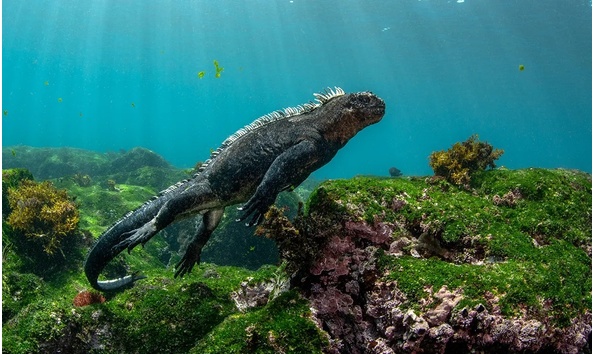 Big image galapagos sky home conservation 01 1250x750 1