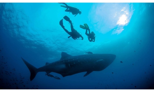 Big image galapagos diving