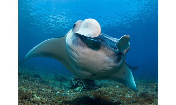 Big image manta gili banta