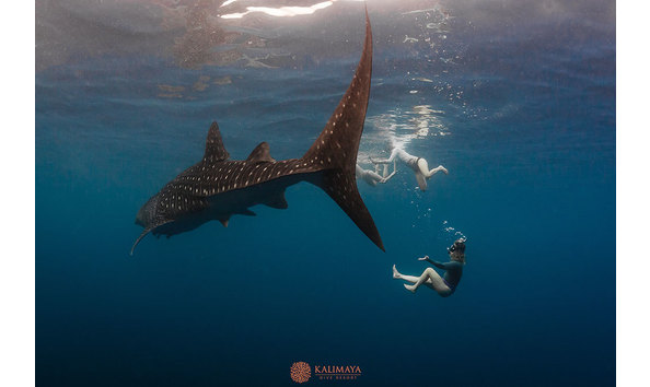 Big image magical encounter