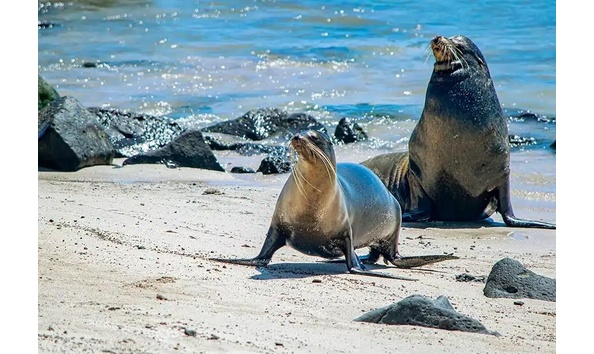Big image 4galapagos wildlife sea lion gal 06 copy