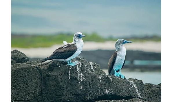 Big image 3galapagos wildlife blue footed bobby gal 02 copy