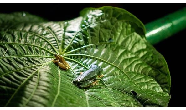 Big image 4lamazonia img intro copy