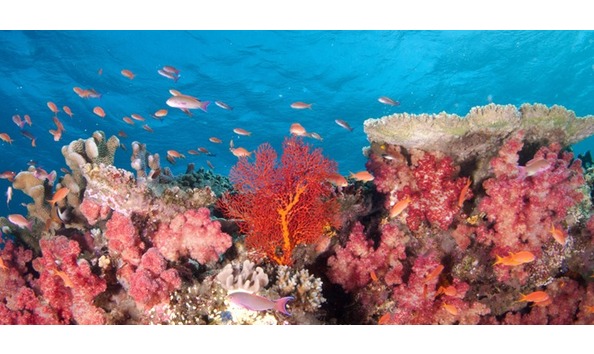 Big image slider 1 scuba diving resort 73cbf2418d