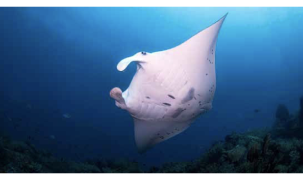 Big image mini magick20250411 1804 1v0aq3n