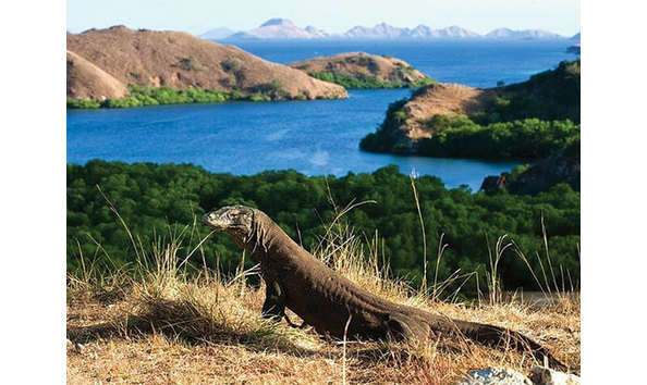 Big image taka rinca kalong 2 3