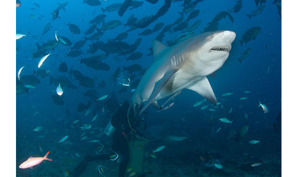 Big image fiji underwater 5