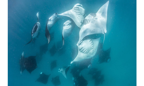 Big image manta ray bay 6