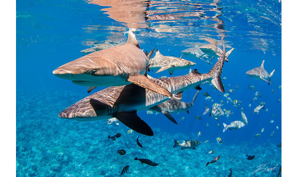 Big image manta ray bay 1