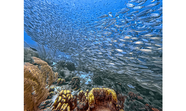 Big image captain dons habitat 1