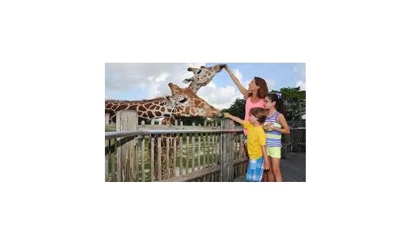 Big image zoo miami giraffe