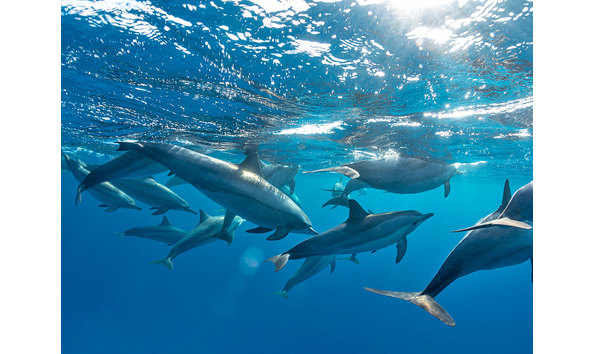 Big image red sea diving safari 4