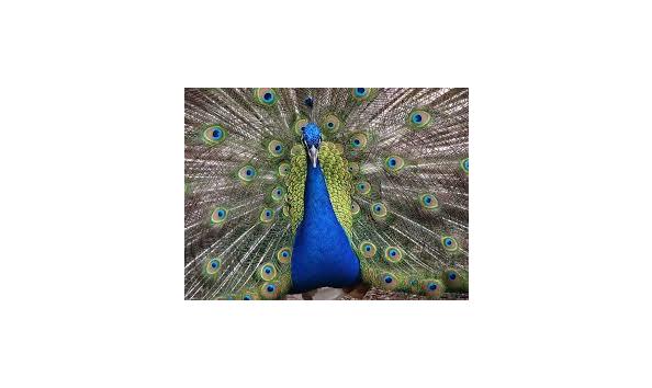 Big image zoo peacock