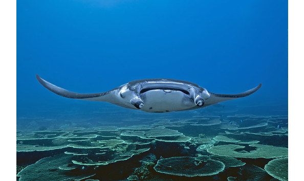 Big image scuba 6   scubaspamaldives  manta