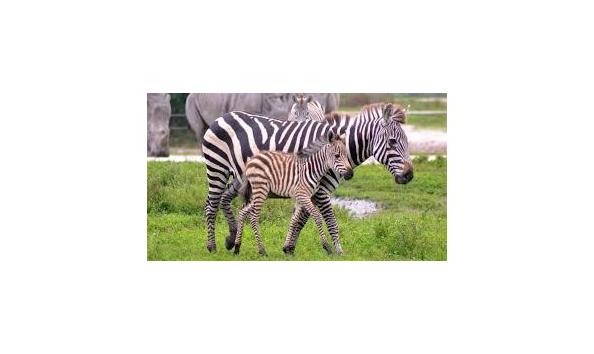 Big image lion country zebra