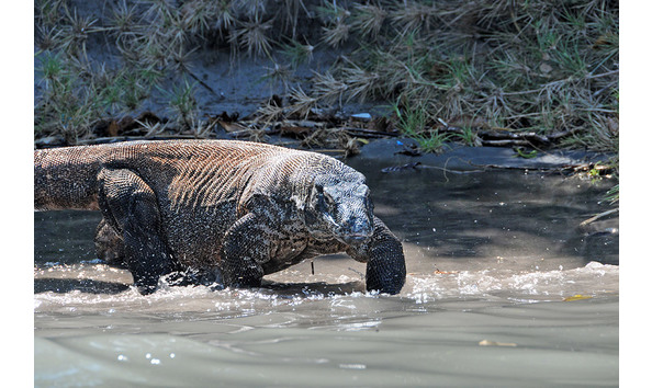 Big image pindito 2022 3