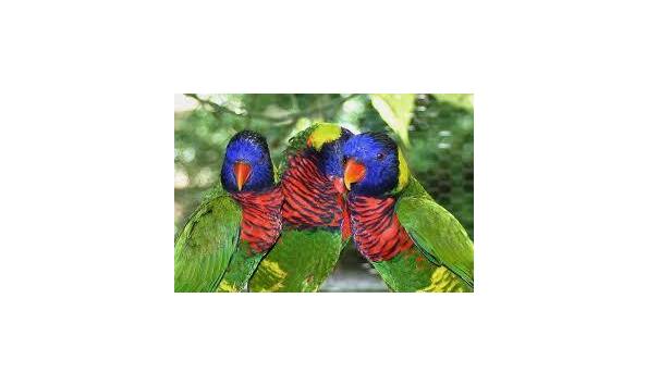 Big image butterfly birds