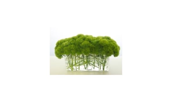 Big image mini magick20180409 77024 1rmmcbg