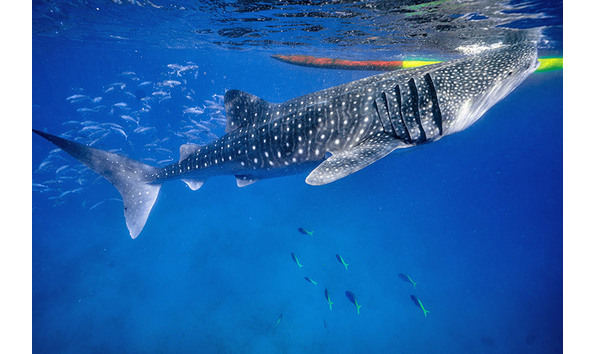 Big image visayas adventure 5