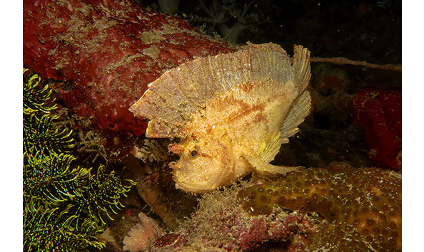 Big image puerto galera underwater 6