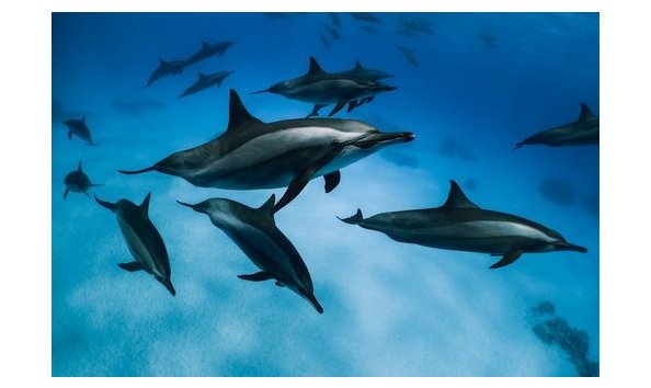 Big image dolphins resized