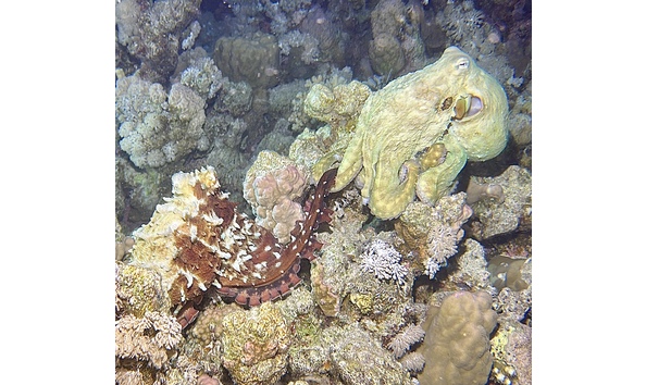 Big image sportdiver 20250525 202105