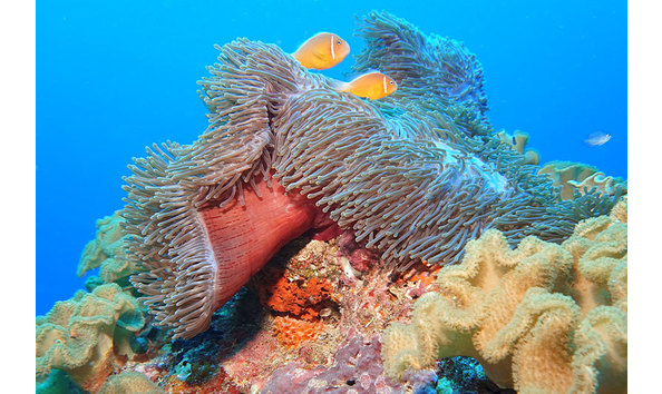 Big image fiji underwater 2