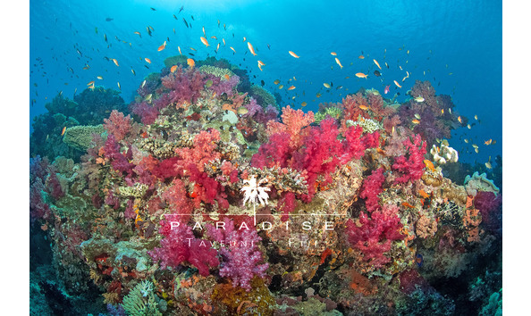 Big image rainbow reef with logo