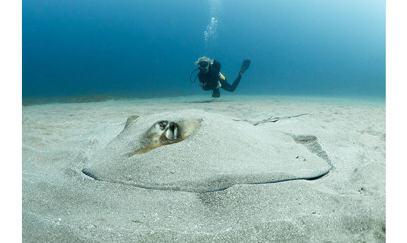 Big image st eustatius underwater 1
