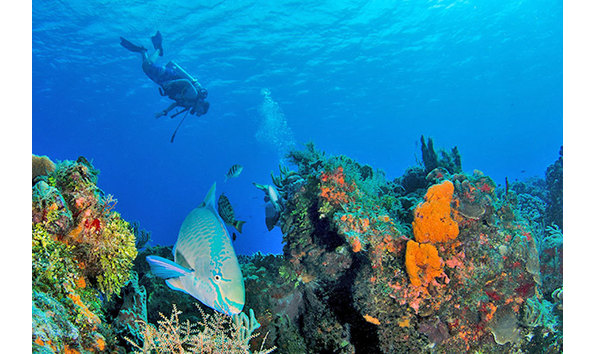 Big image st eustatius underwater 4