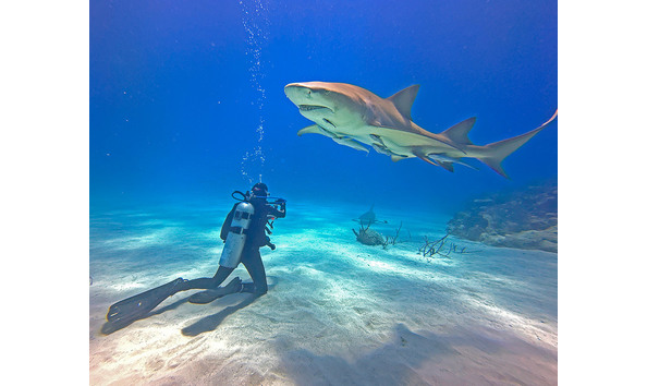 Big image lemon shark with diver