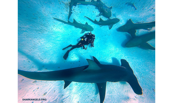 Big image jamie with sharks