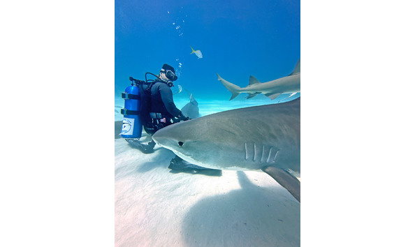 Big image jake with tiger sharks