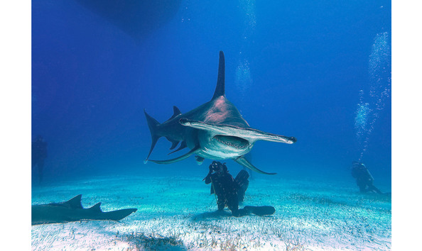 Big image hammerhead straight on