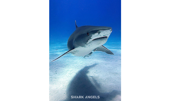 Big image tiger shark straight on