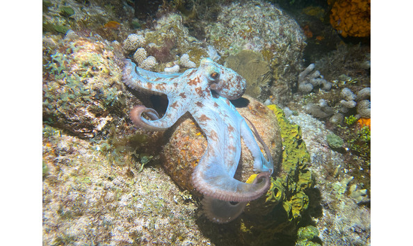 Big image octo at night