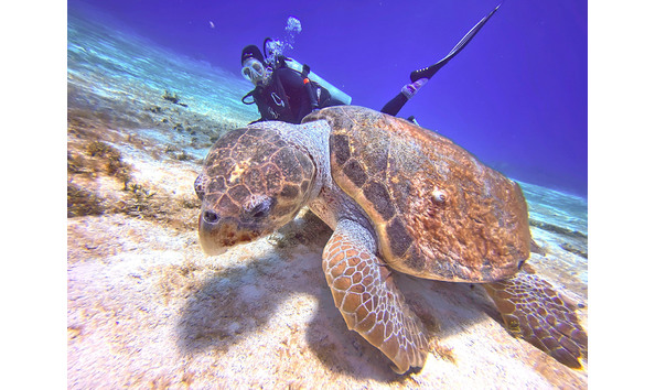 Big image turtle with diver