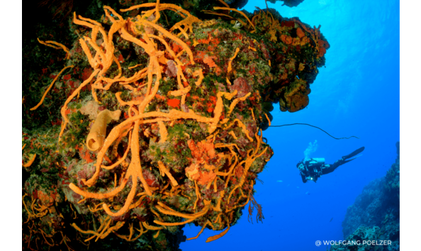 Big image cozumel reef  wolfgang poelzer  pro dive international 