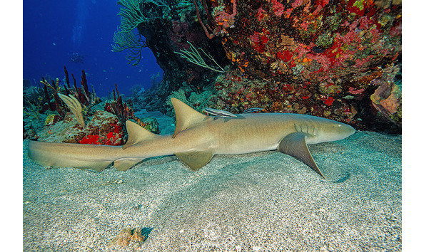 Big image nurse shark gabriela costa dsc01503