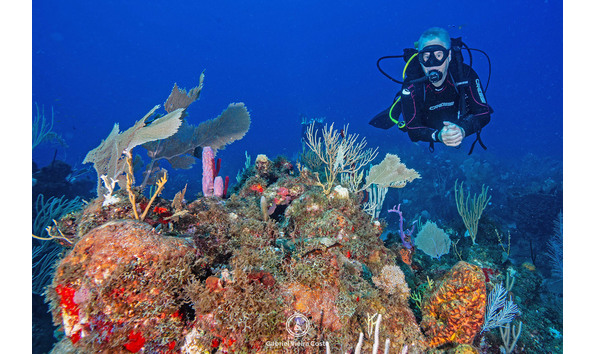 Big image reef diver whatsapp image 2024 10 29 at 21.07.52  3 