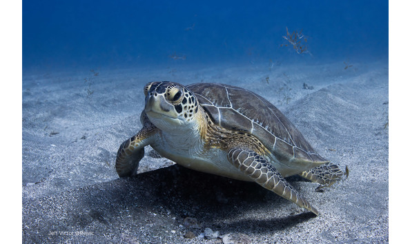 Big image turtle jeff victor  ffejvic statia 25  29