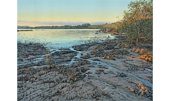 Big image waitangi mangroves 600