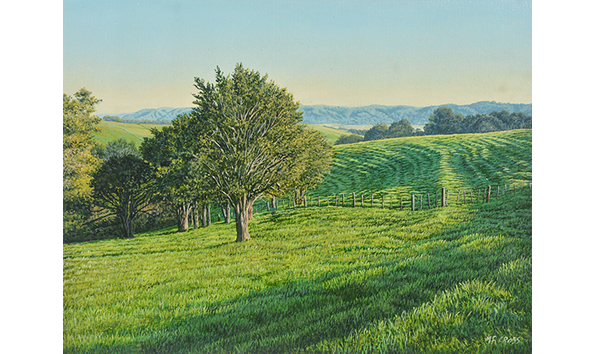 Big image northland totara 600