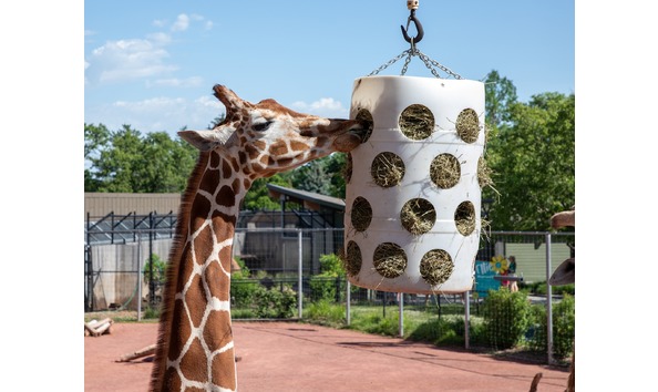 Big image lcz   giraffe