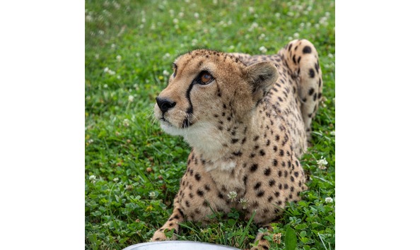 Big image lcz cheetah