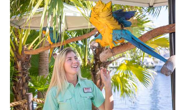 Big image jungle bird