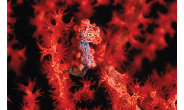 Big image mini magick20250909 3892 14ac33j