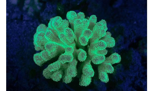 Big image mini magick20250909 3892 1gdw0uo