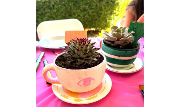 Big image succulent photo 1